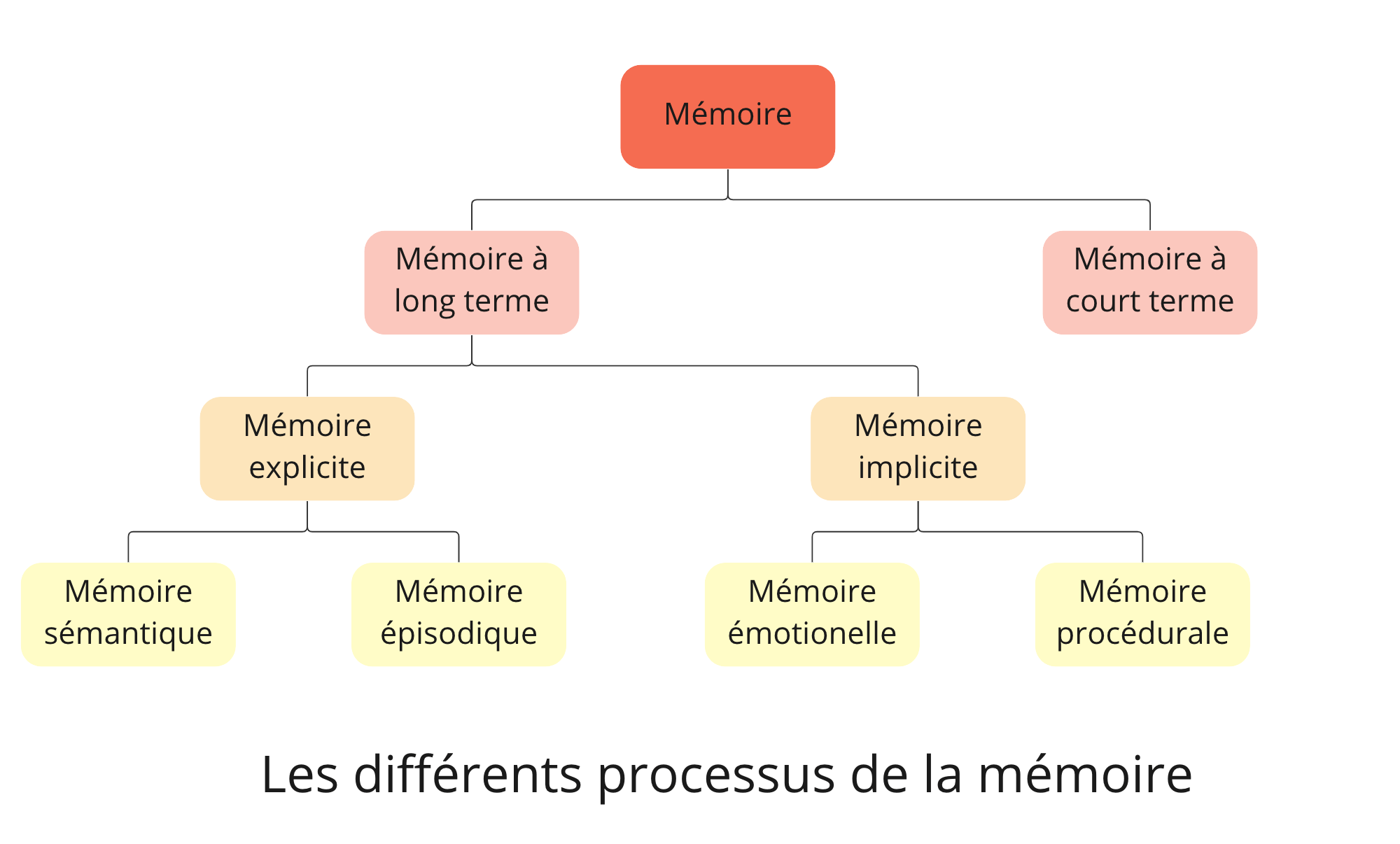 Les différents processus de la mémoire